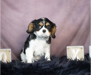Cavalier King Charles Spaniel Puppy for sale in WARSAW, IN, USA