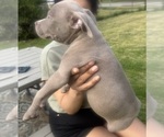 Small Photo #18 American Bully Puppy For Sale in LAKE STATION, IN, USA