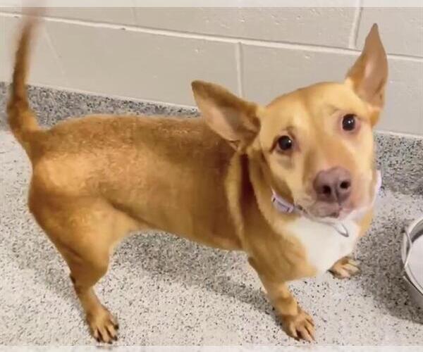 Medium Photo #1 Labrador Retriever-Pharaoh Hound Mix Puppy For Sale in Houston, TX, USA