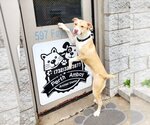 Small Photo #3 American Pit Bull Terrier-Labrador Retriever Mix Puppy For Sale in Perth Amboy, NJ, USA