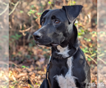 Small #5 Labrador Retriever Mix