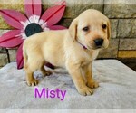 Puppy Misty AKC Eng Labrador Retriever