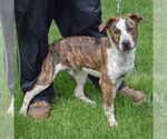 Small #1 Boxer-Red Heeler Mix