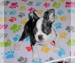 Small Photo #8 Boston Terrier Puppy For Sale in ORO VALLEY, AZ, USA