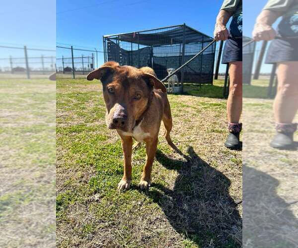 Medium Photo #2 Mutt Puppy For Sale in Abbeville, LA, USA