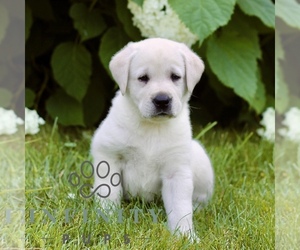 Labrador Retriever Puppy for sale in PARADISE, PA, USA