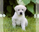Small Labrador Retriever