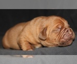 Puppy Puppy 4 Male Dogue de Bordeaux