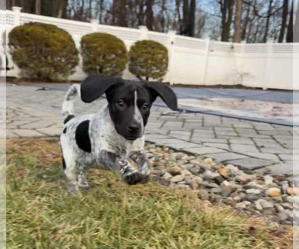Medium Photo #1 Bluetick Coonhound-Unknown Mix Puppy For Sale in pomfret, CT, USA