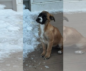 Boxer-Unknown Mix Dogs for adoption in pomfret, CT, USA