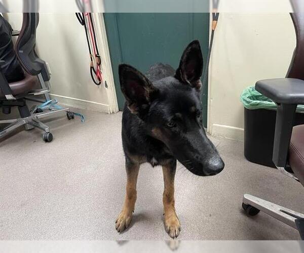 Medium Photo #1 German Shepherd Dog Puppy For Sale in Pasadena, CA, USA