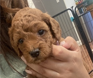 Goldendoodle (Miniature) Puppy for sale in VACAVILLE, CA, USA
