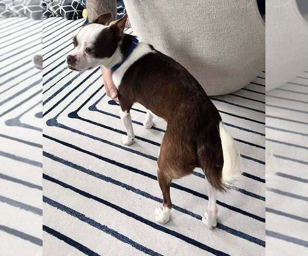 Medium Photo #10 Boston Terrier-Unknown Mix Puppy For Sale in New York, NY, USA