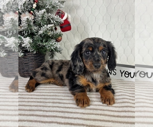 Medium Photo #1 Dachshund Puppy For Sale in GREENFIELD, IN, USA