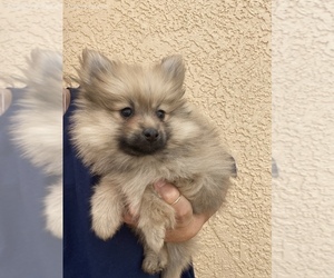 Pomeranian Puppy for sale in SIERRA VISTA, AZ, USA