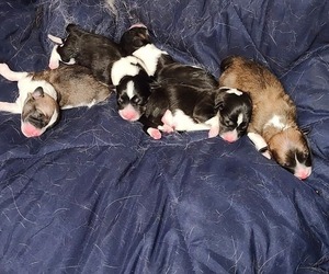 American Corgi Puppy for sale in MCMINNVILLE, OR, USA