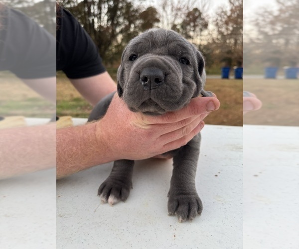 Medium Photo #8 Cane Corso Puppy For Sale in COLONIAL HEIGHTS, VA, USA