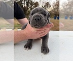 Small Photo #8 Cane Corso Puppy For Sale in COLONIAL HEIGHTS, VA, USA