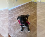 Small #1 Labrador Retriever-Mountain Cur Mix