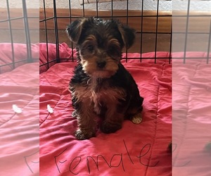 Yorkshire Terrier Puppy for sale in ANGLETON, TX, USA