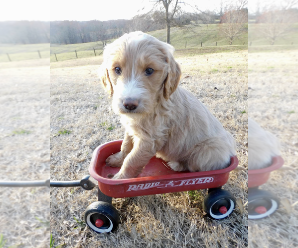 Medium Photo #1 Goldendoodle Puppy For Sale in GAINESVILLE, GA, USA