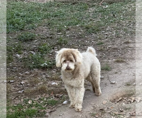 Medium Photo #2 Poodle (Miniature)-Unknown Mix Puppy For Sale in Oakhurst, NJ, USA