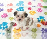 Bandit - Male Papitese Puppy for Sale - Small photo