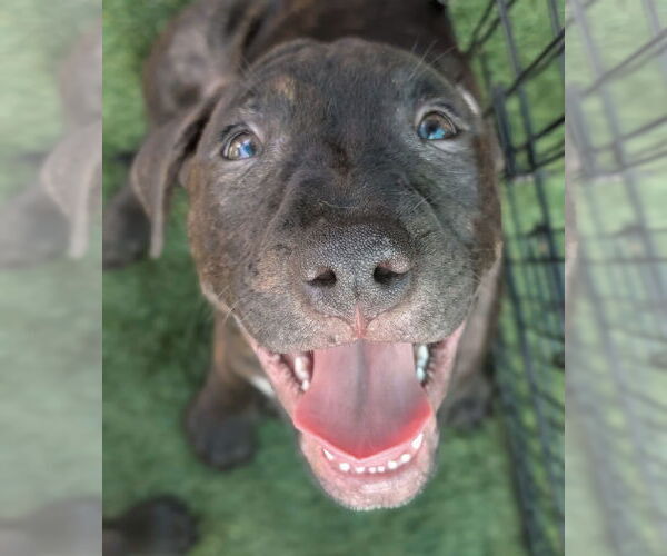 Medium Photo #7 Staffordshire Bull Terrier-Unknown Mix Puppy For Sale in Holly Springs, NC, USA