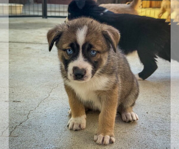 Medium Photo #7 Labrador Retriever-Unknown Mix Puppy For Sale in San Diego, CA, USA