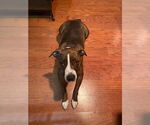 Small #12 Mountain Cur Mix