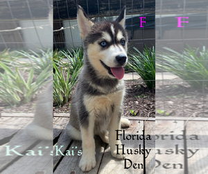Siberian Husky Puppy for Sale in NEW PORT RICHEY, Florida USA
