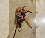 Small #23 Retriever  Mix