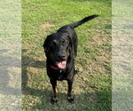 Small #12 Labrador Retriever Mix