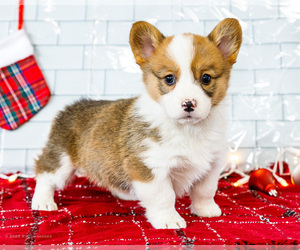 Medium Cardigan Welsh Corgi