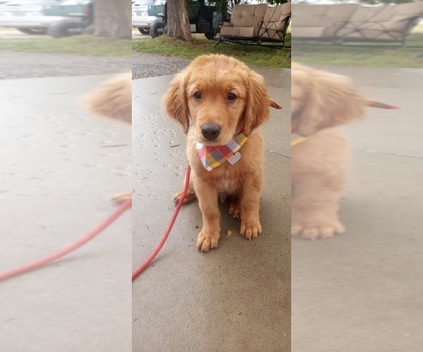 Full screen Photo #3 Golden Retriever Puppy For Sale in PHILIP, SD, USA