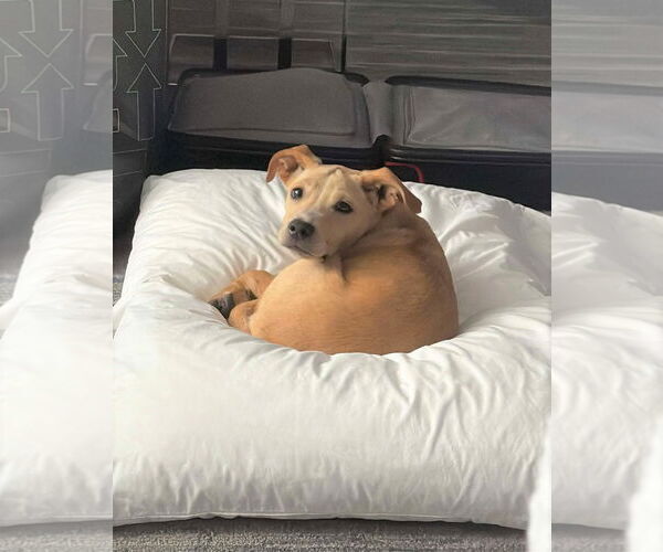 Medium Photo #3 American Pit Bull Terrier-Unknown Mix Puppy For Sale in MECHANICSBURG, PA, USA