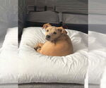 Small #2 American Pit Bull Terrier Mix