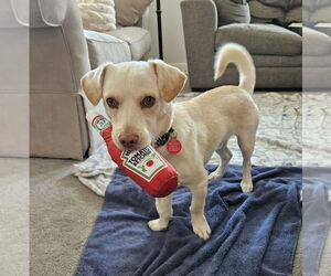 Dachshund-Labrador Retriever Mix Dogs for adoption in Bellevue, WA, USA