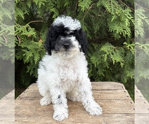 Poodle (Miniature) Puppy for sale in MIDDLEBURY, IN, USA