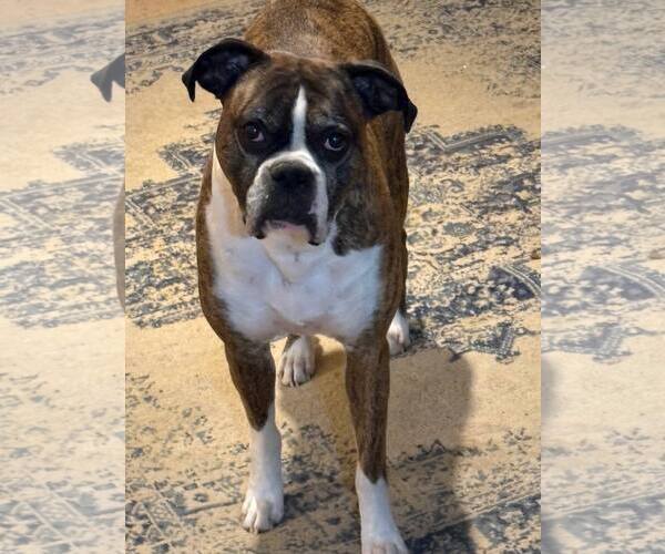 Medium Photo #4 Boxer Puppy For Sale in Burnsville, MN, USA