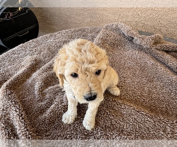 Medium Photo #2 Goldendoodle (Miniature) Puppy For Sale in PAHRUMP, NV, USA