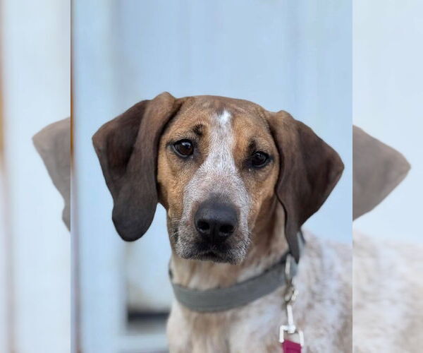 Medium Photo #3 Mutt Puppy For Sale in Woodbury, NY, USA