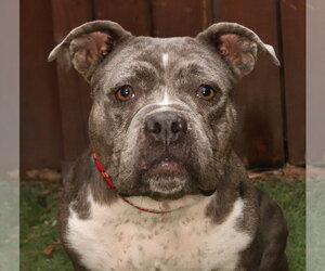 Bulldog-Unknown Mix Dogs for adoption in Oakland Park, FL, USA