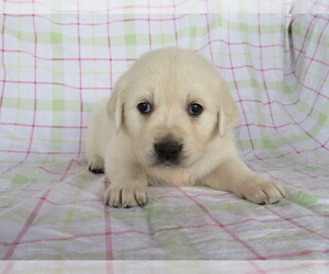 English Cream Golden Retriever Puppy for sale in SHILOH, OH, USA