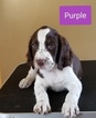 Small Photo #3 Brittany Puppy For Sale in BATAVIA, NY, USA