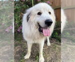 Small #5 Great Pyrenees