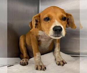 Mutt Dogs for adoption in San Antonio, TX, USA