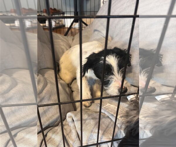 Medium Photo #3 Mutt Puppy For Sale in Grafton, WI, USA