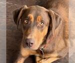 Small #7 Doberman Pinscher Mix
