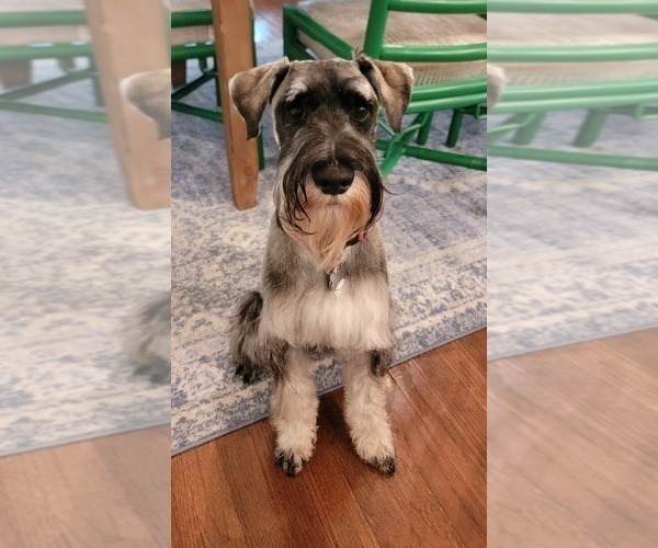 Medium Photo #1 Schnauzer (Standard) Puppy For Sale in RICHMOND, VA, USA